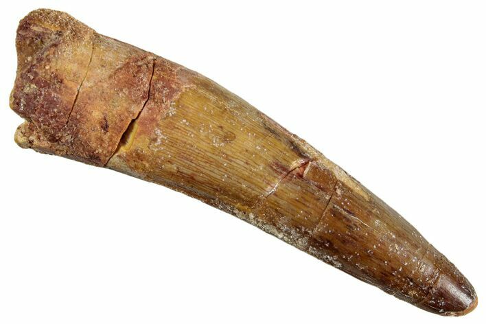 Fossil Spinosaurus Tooth - Real Dinosaur Tooth #268439